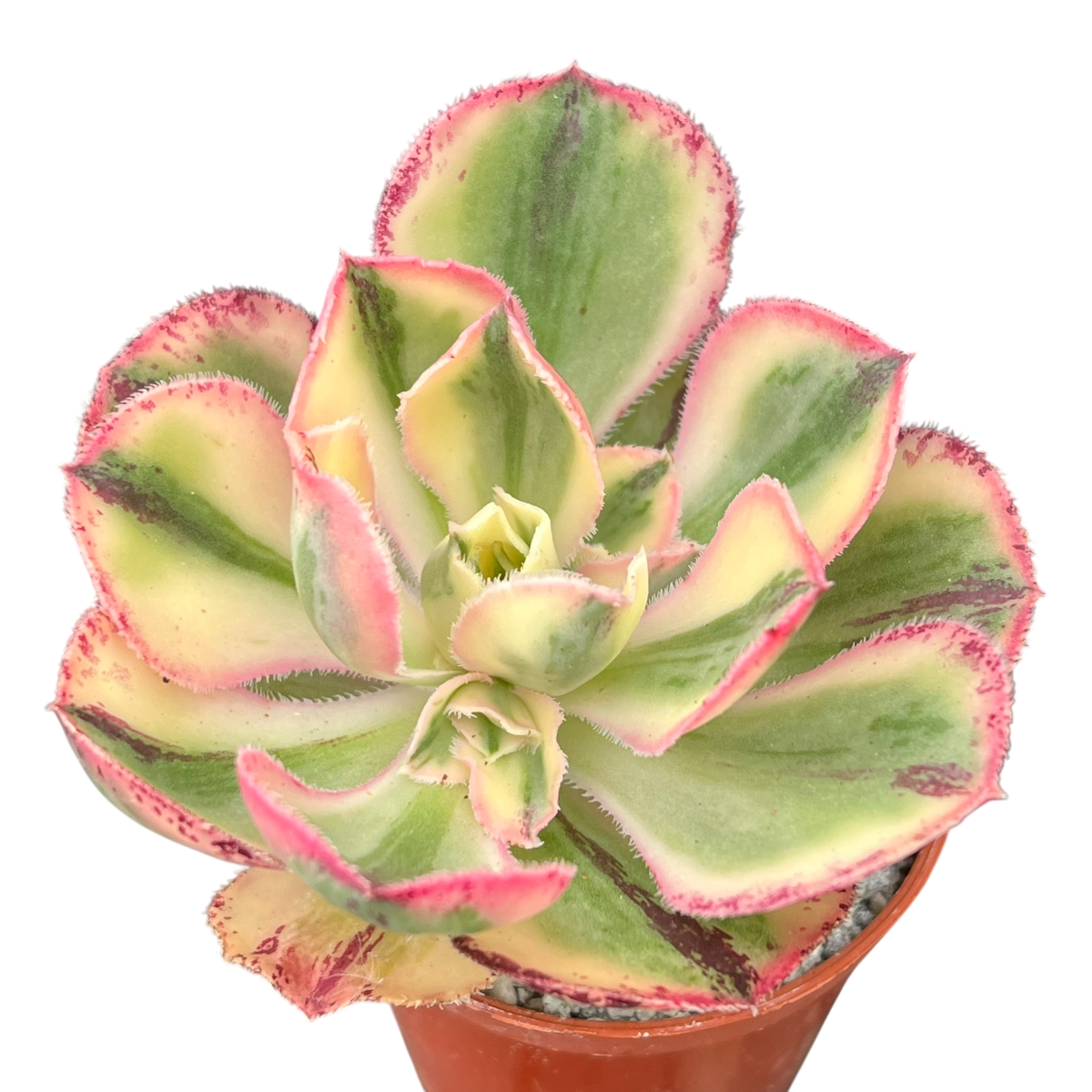 Aeonium 'Marnier Lapostolle' panaché