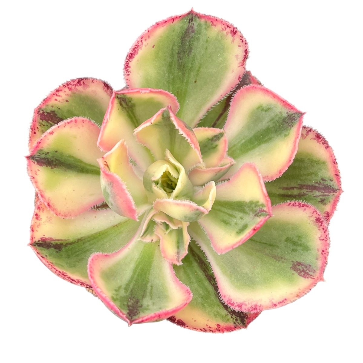 Aeonium 'Marnier Lapostolle' panaché