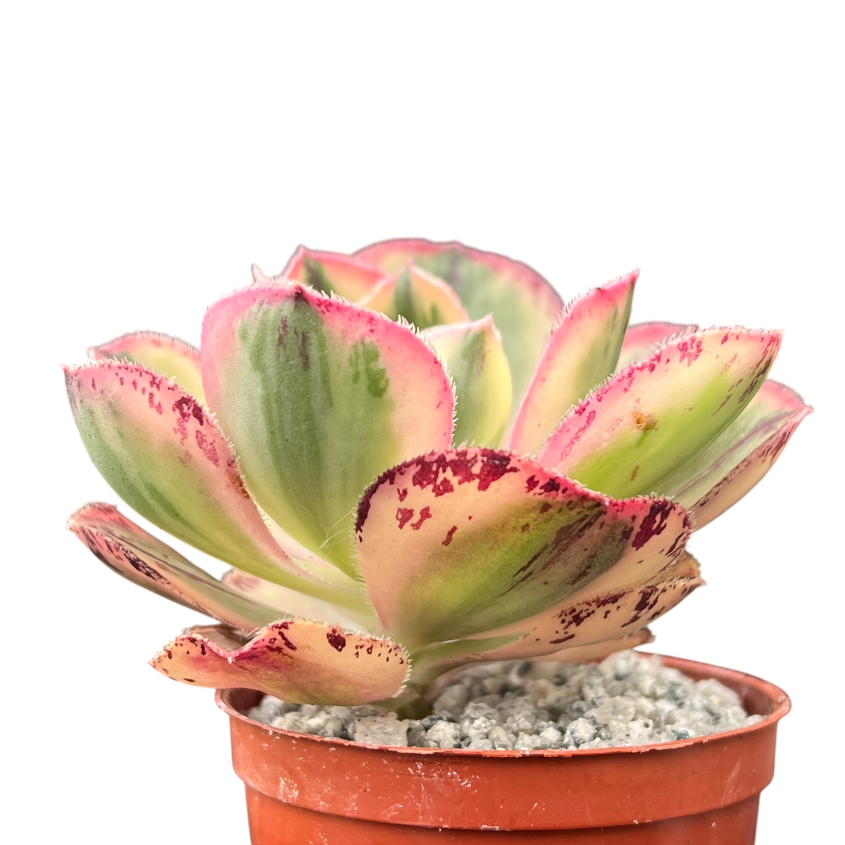 Aeonium 'Marnier Lapostolle' panaché