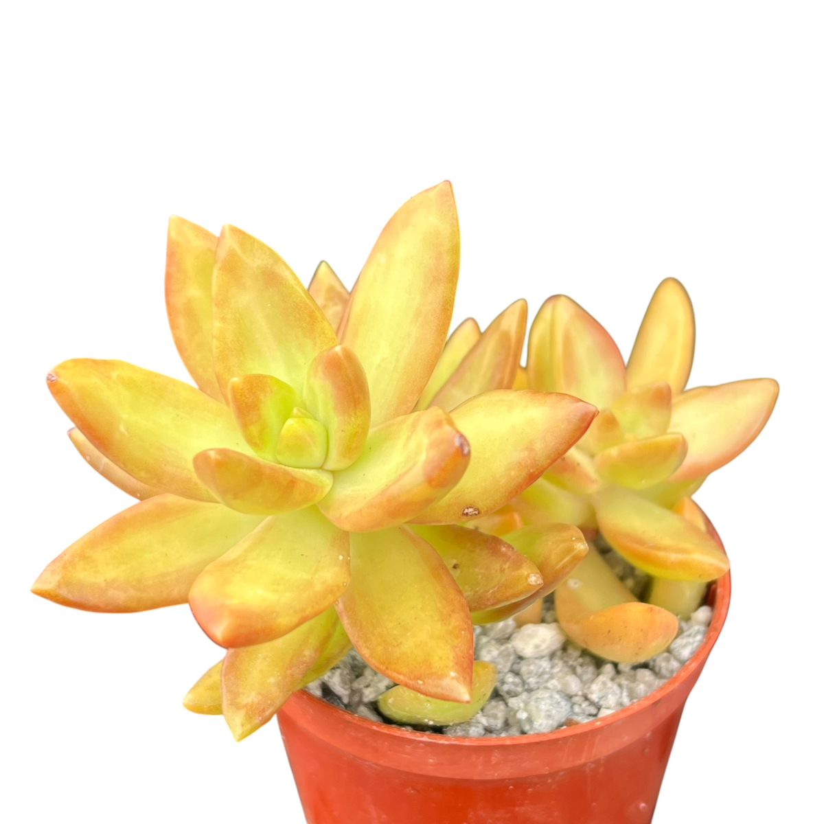 Sedum nussbaumerianum