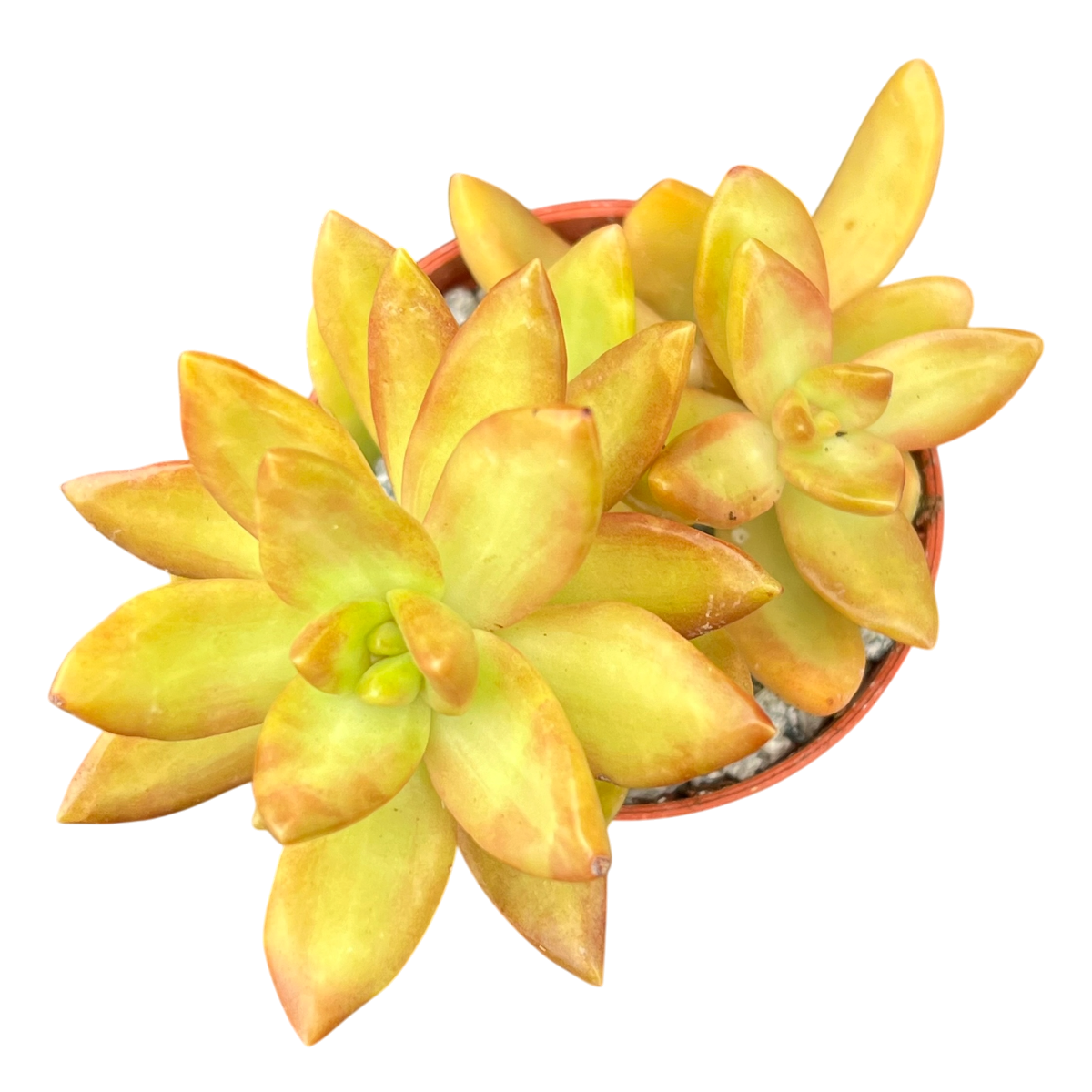 Sedum nussbaumerianum