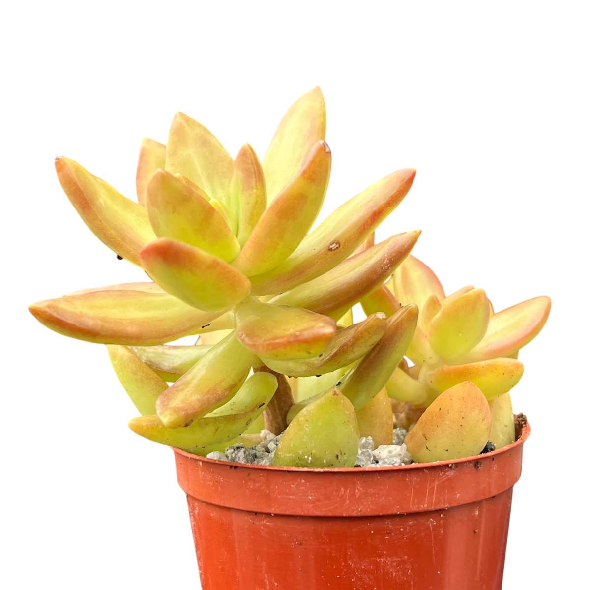 Sedum nussbaumerianum