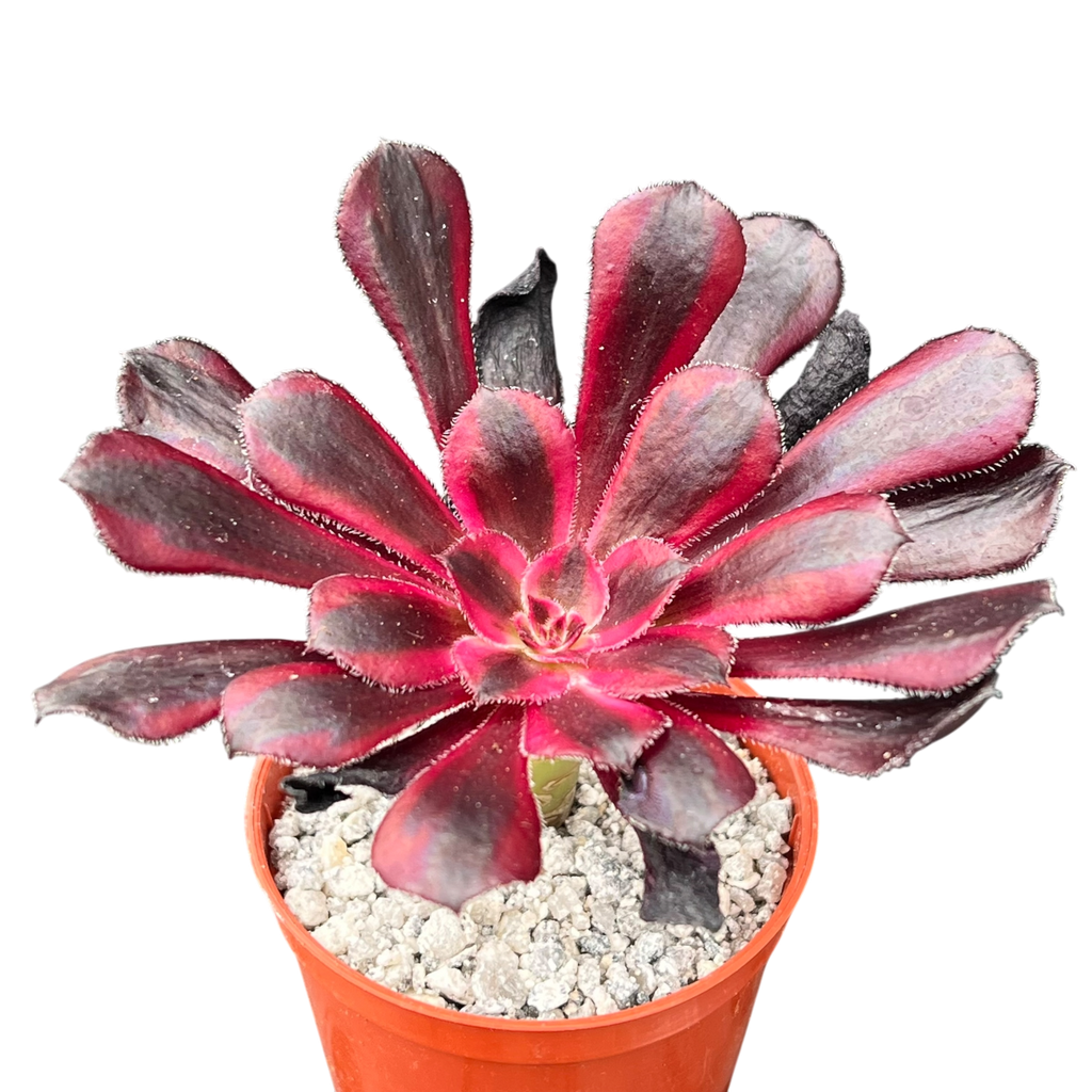 Aeonium 'Schwarzkopf' variegata
