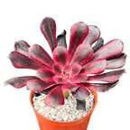 Aeonium 'Schwarzkopf' variegata