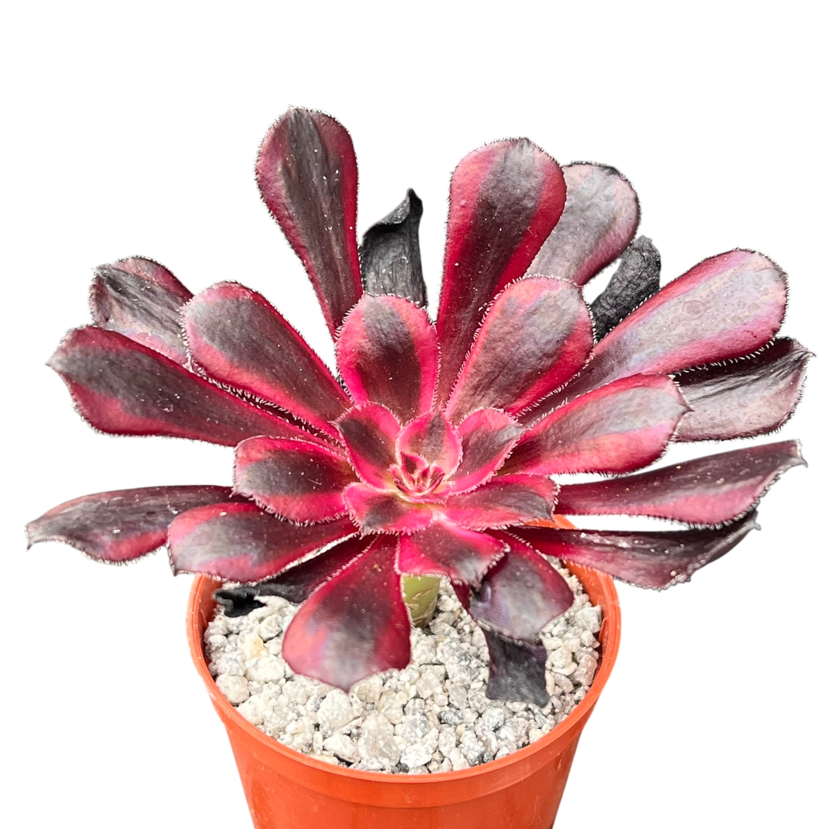 Aeonium 'Schwarzkopf' variegata