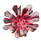 Aeonium 'Schwarzkopf' variegata