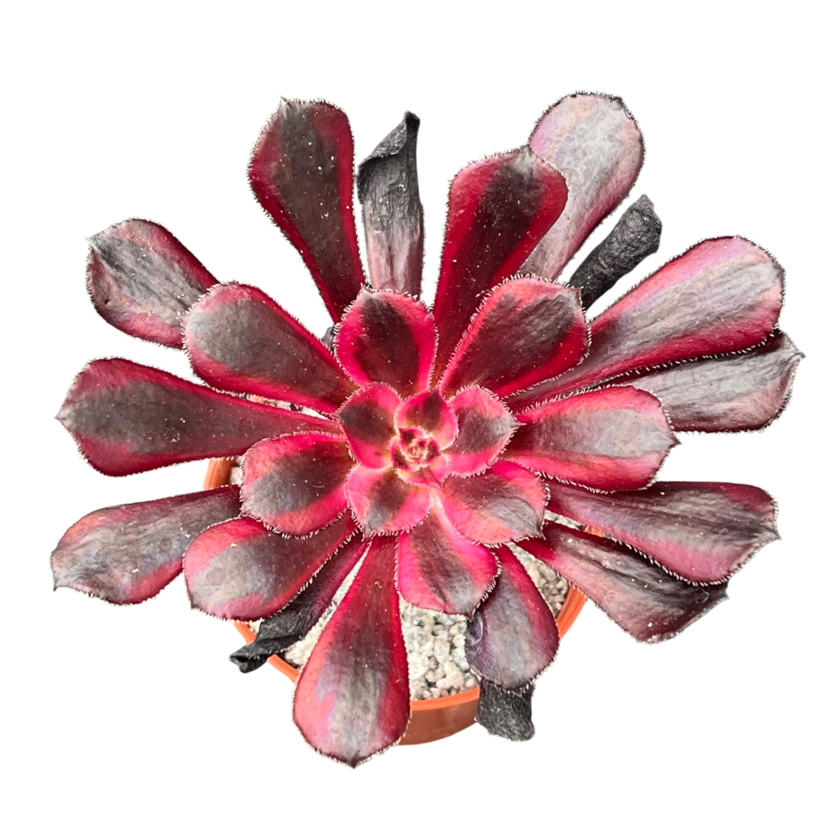 Aeonium 'Schwarzkopf' variegata