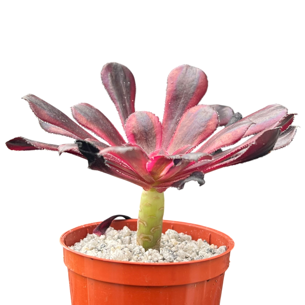 Aeonium 'Schwarzkopf' variegata