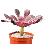Aeonium 'Schwarzkopf' variegata