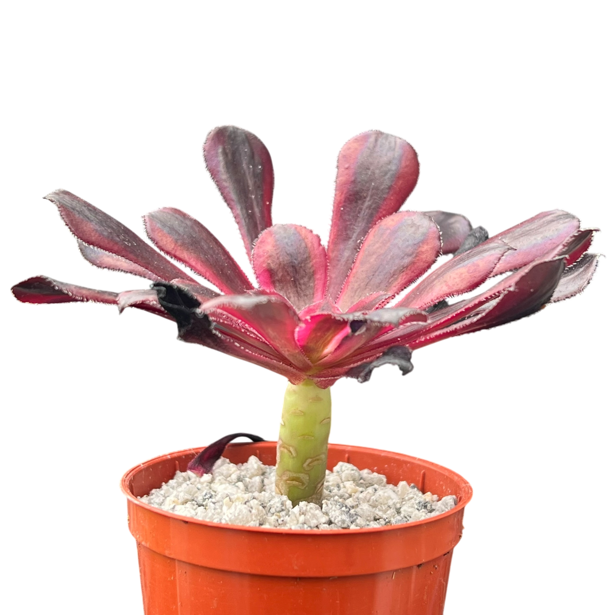 Aeonium 'Schwarzkopf' variegata