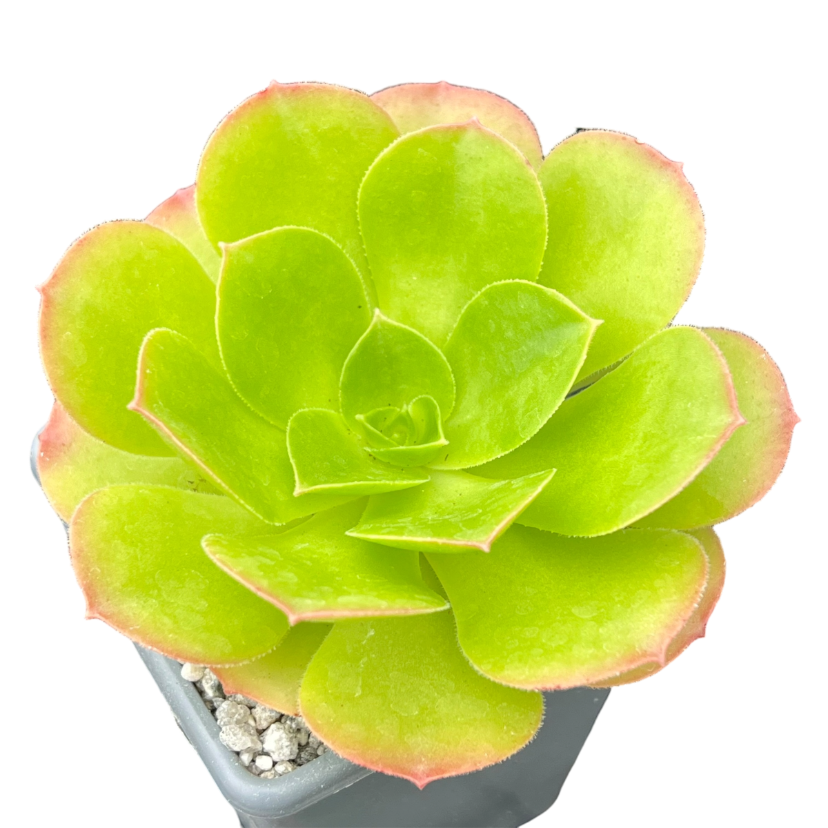 Aeonium canariense v. californicum