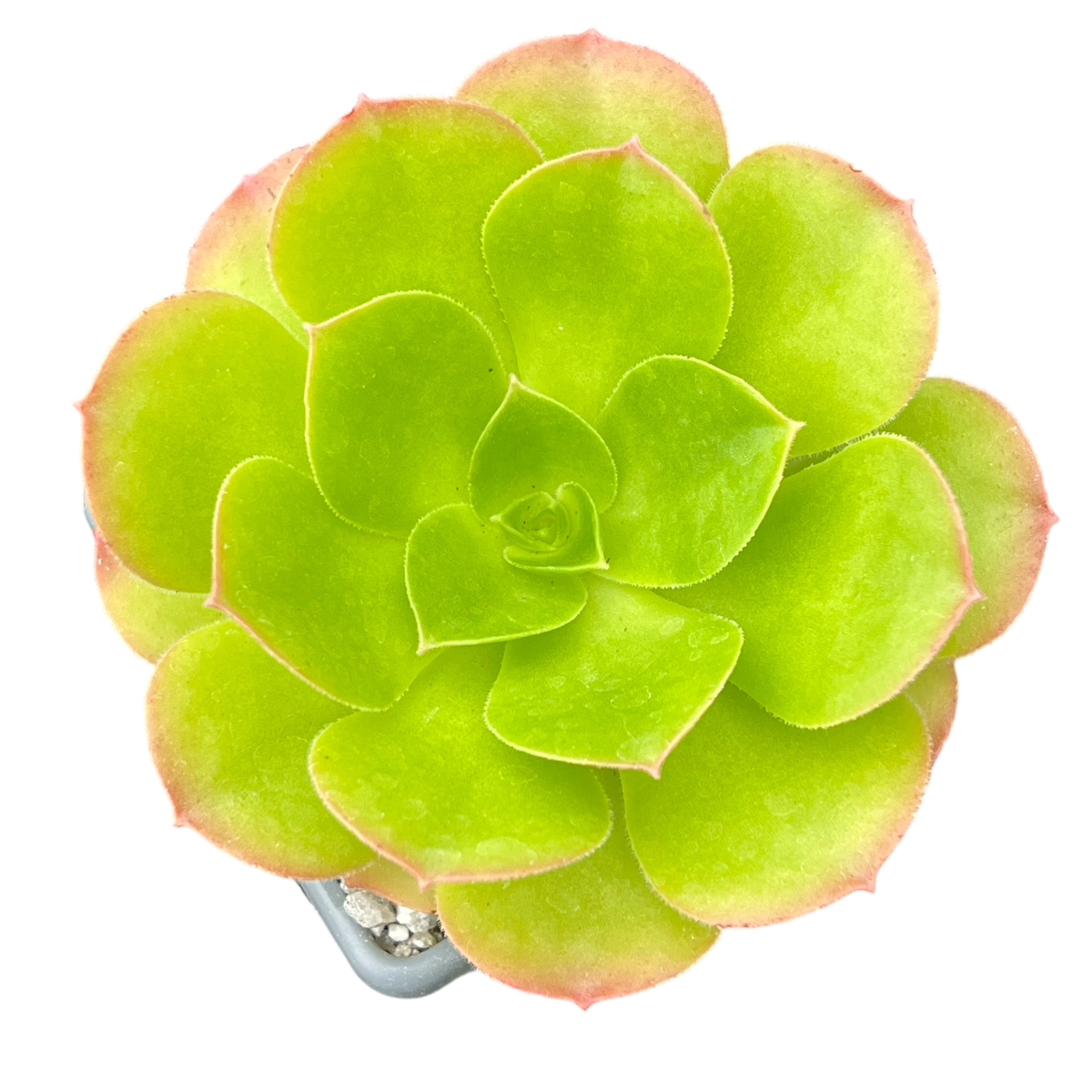 Aeonium canariense v. californicum