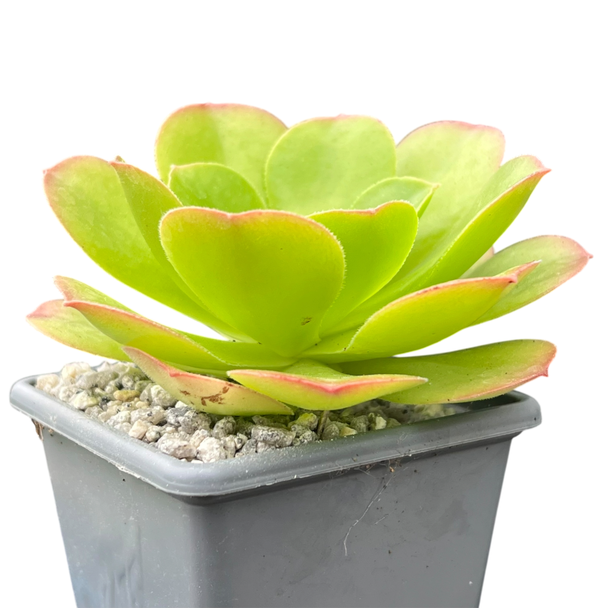 Aeonium canariense v. californicum