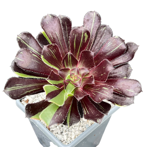 Aeonium 'Big Bang'