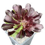 Aeonium 'Big Bang'
