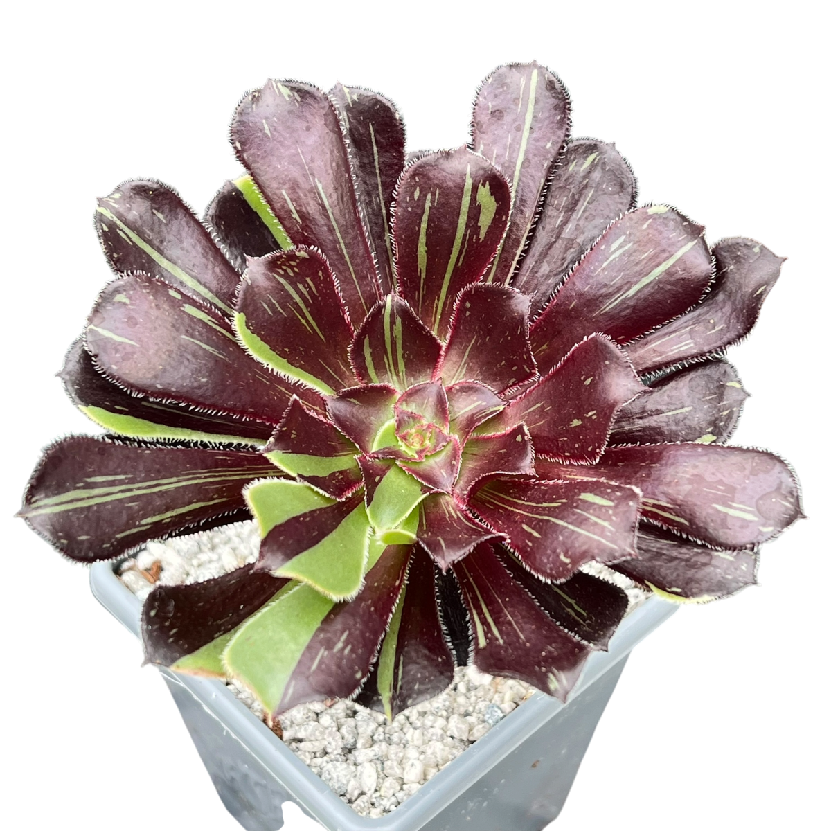 Aeonium 'Big Bang'