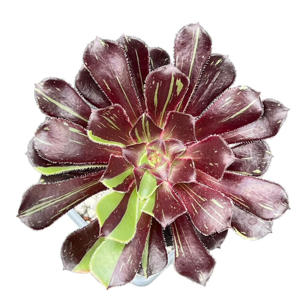 Aeonium 'Big Bang'