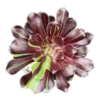 Aeonium 'Big Bang'