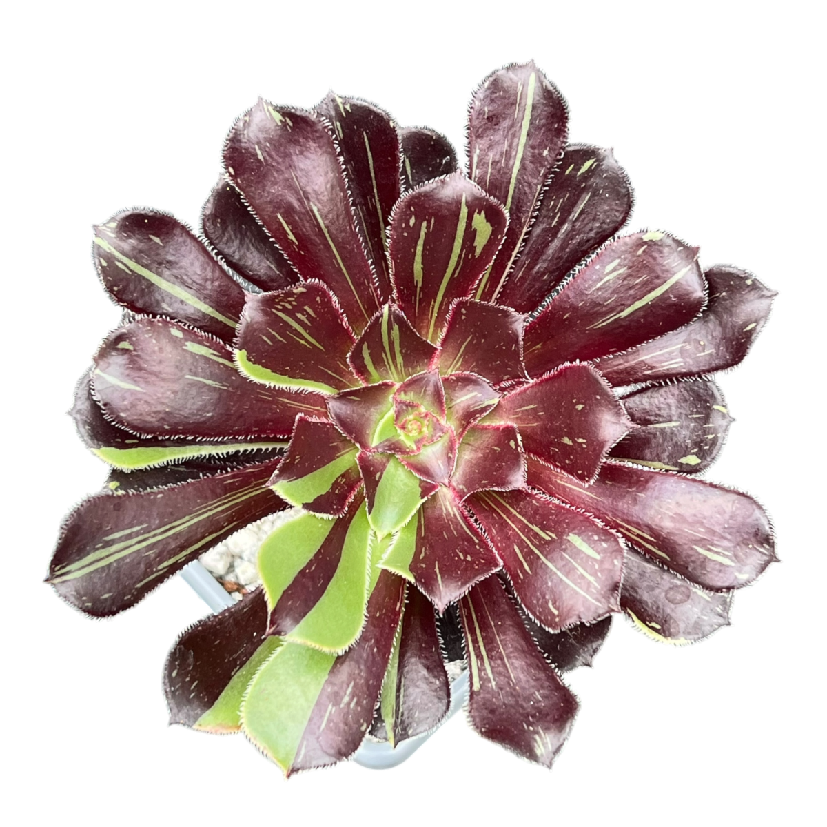 Aeonium 'Big Bang'
