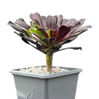 Aeonium 'Big Bang'