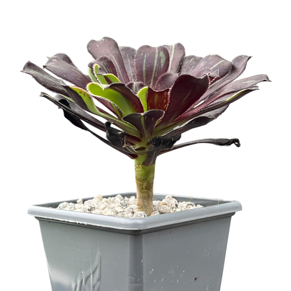 Aeonium 'Big Bang'