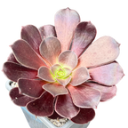 Aeonium 'Velour'