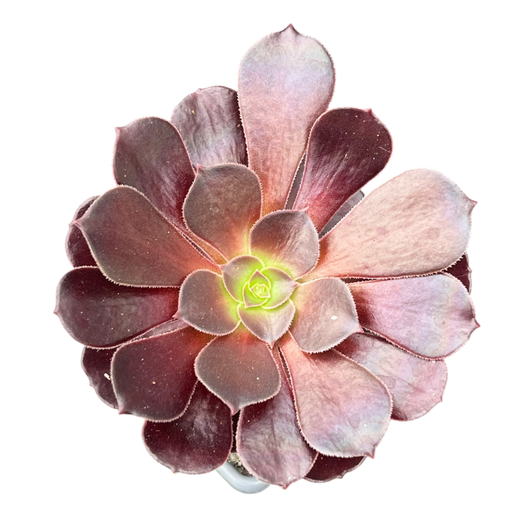Aeonium 'Velour'