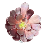 Aeonium 'Velour'