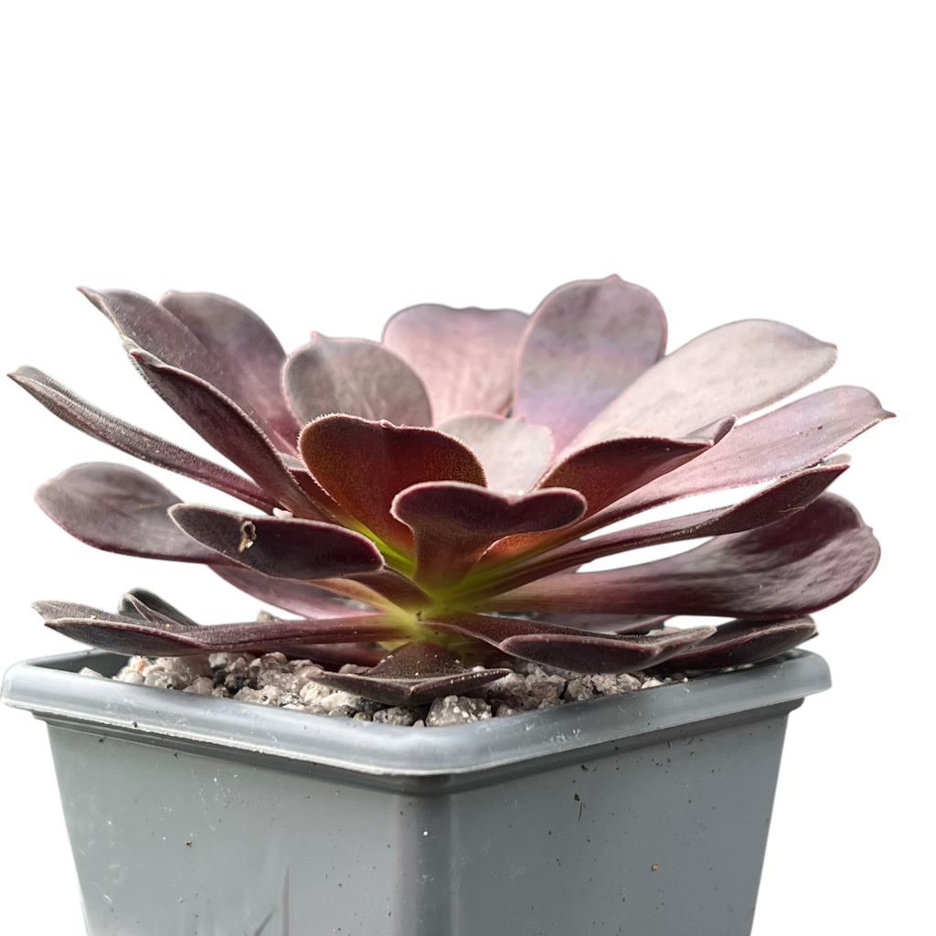 Aeonium 'Velour'