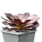 Aeonium 'Velour'