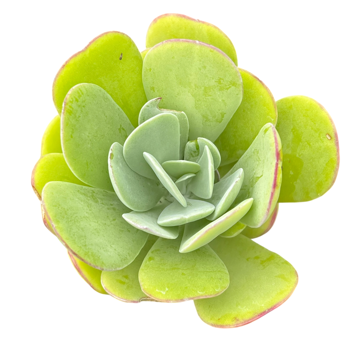 Kleinia amaniensis