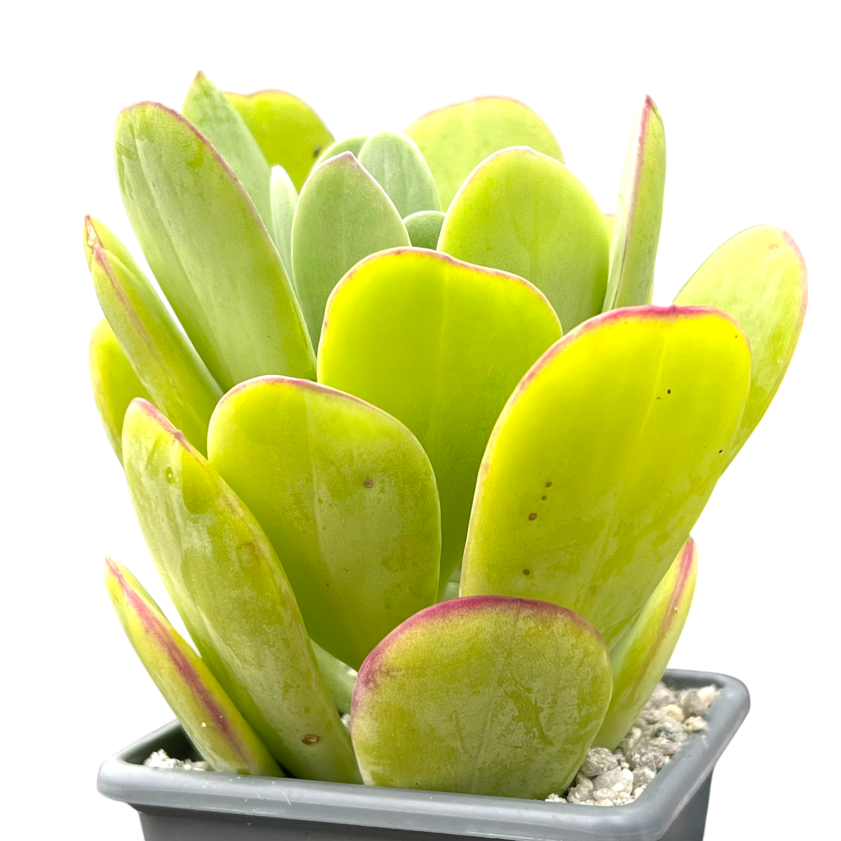 Kleinia amaniensis