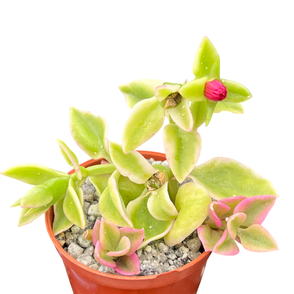 Aptenia cordifolia variegata