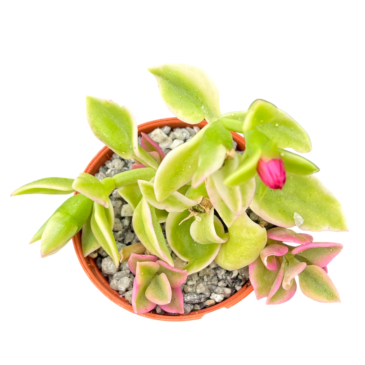 Aptenia cordifolia variegata