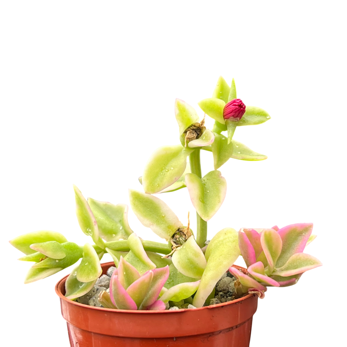 Aptenia cordifolia variegata