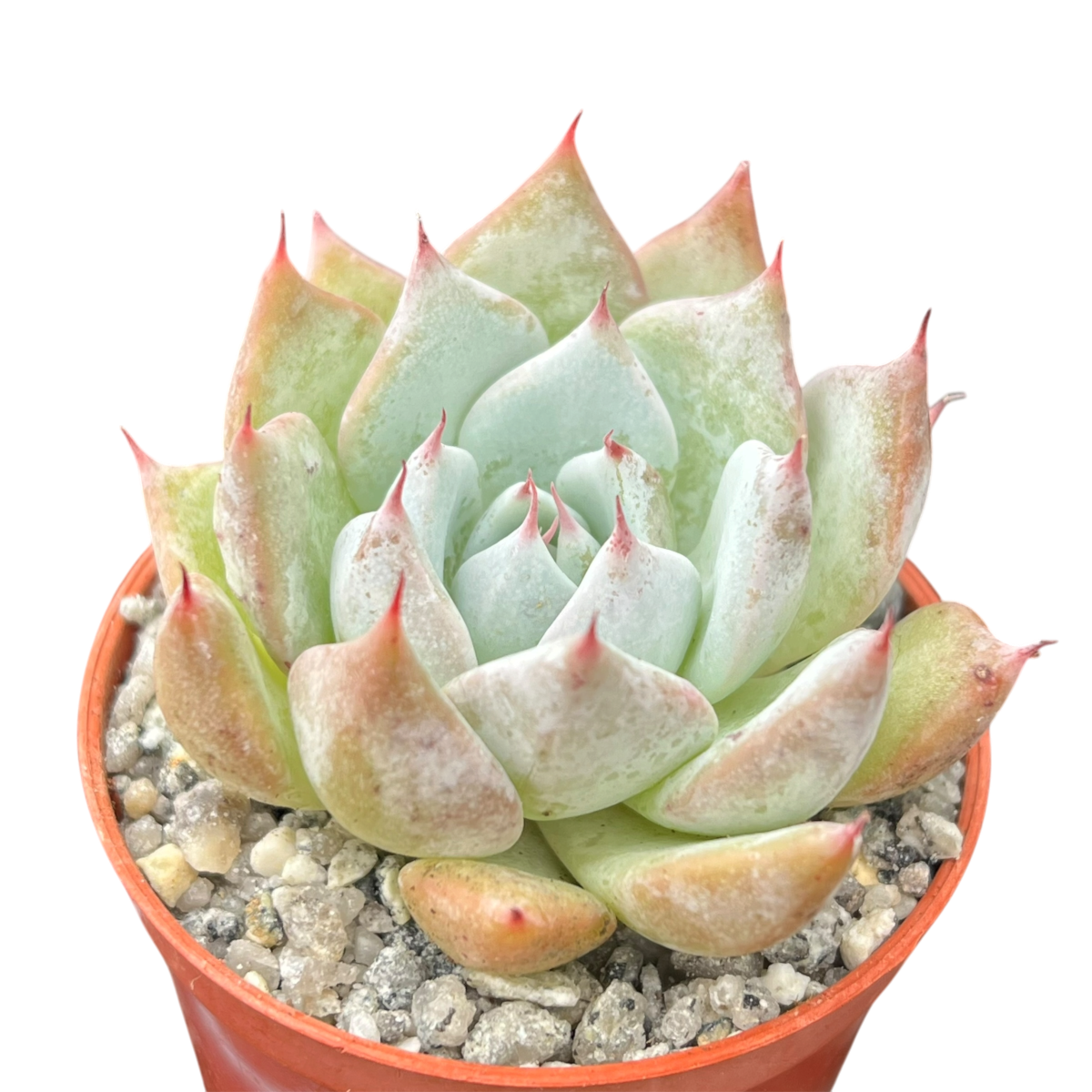 Echeveria colorata f. colorata