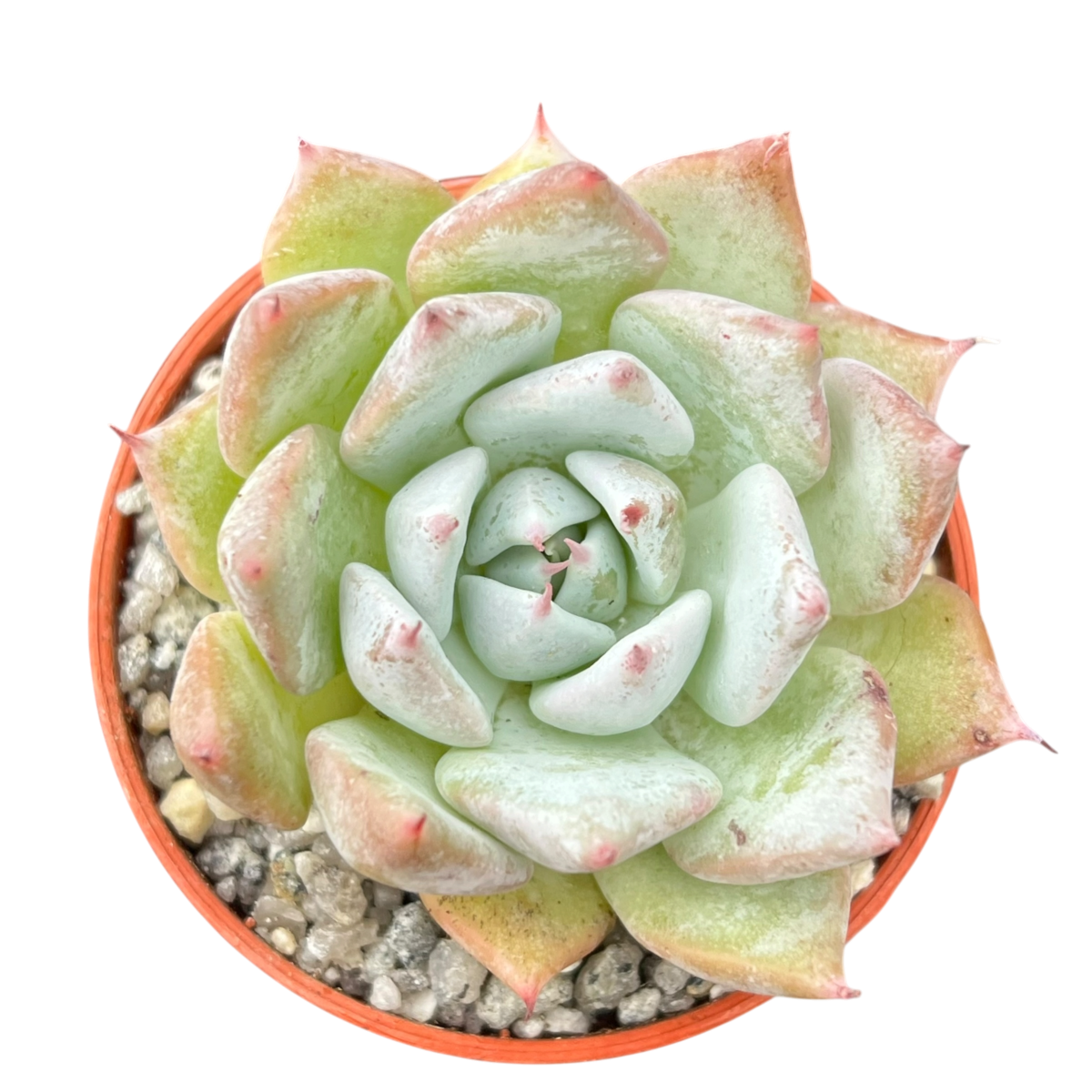 Echeveria colorata f. colorata