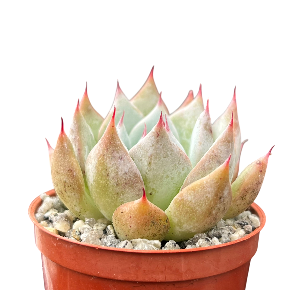 Echeveria colorata f. colorata