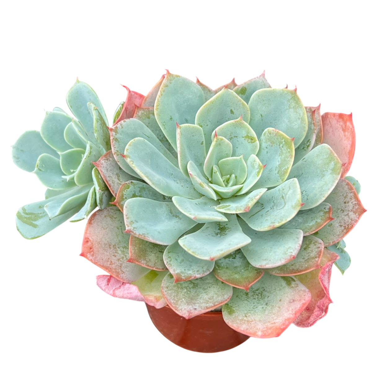 Echeveria 'Gangnam'