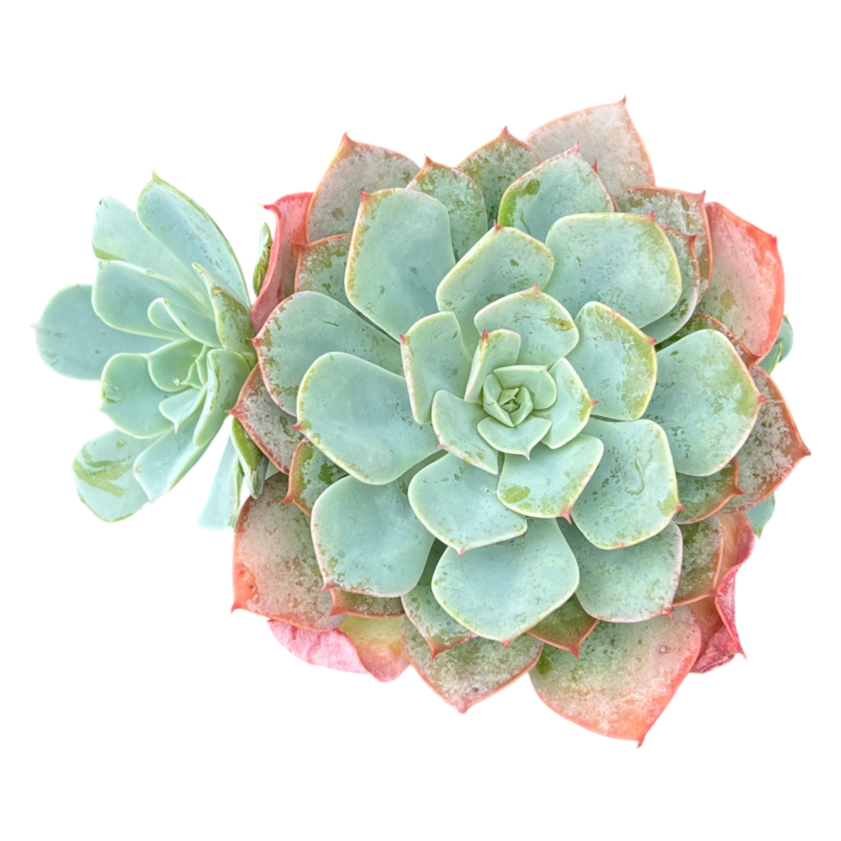 Echeveria 'Gangnam'