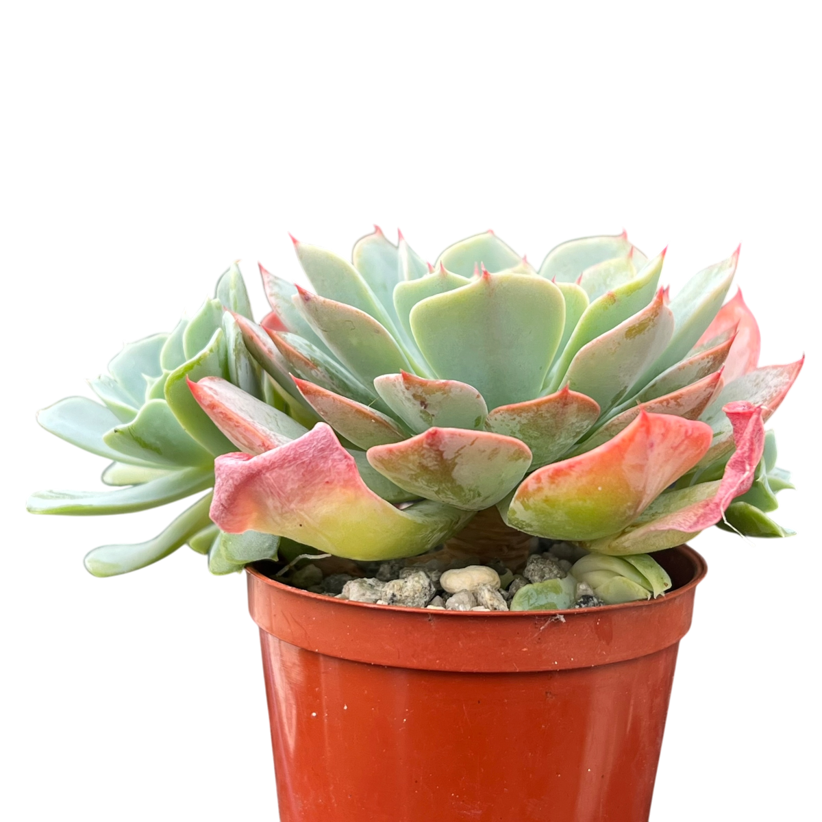 Echeveria 'Gangnam'