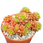 x Cremnosedum 'Little Gem'