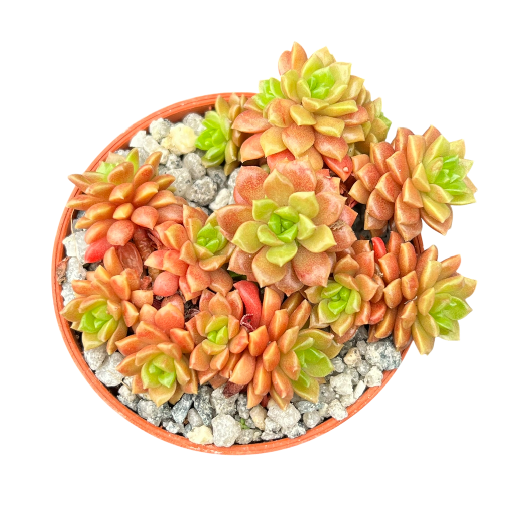 x Cremnosedum 'Little Gem'