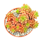 x Cremnosedum 'Little Gem'