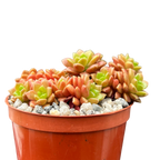 x Cremnosedum 'Little Gem'