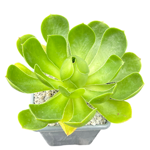 Aeonium 'Limelight'