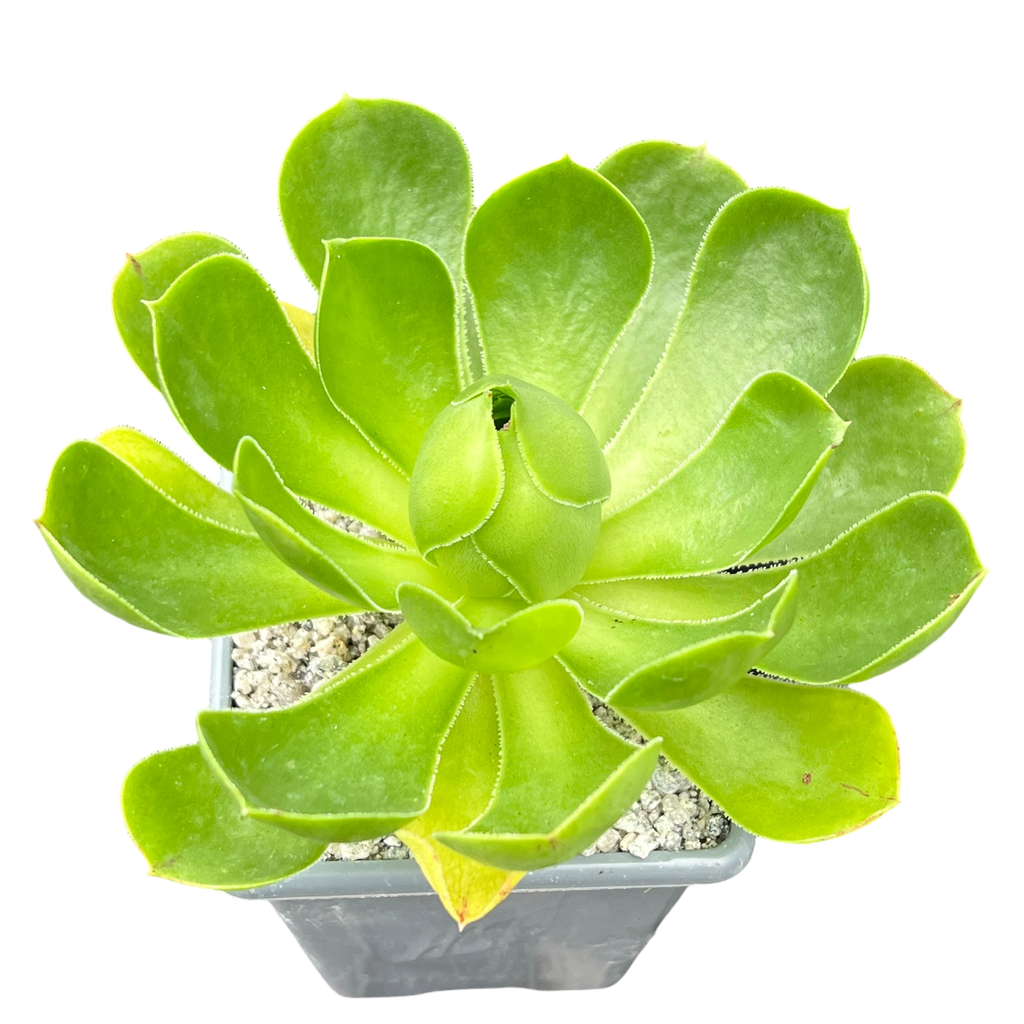 Aeonium 'Limelight'