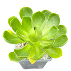 Aeonium 'Limelight'