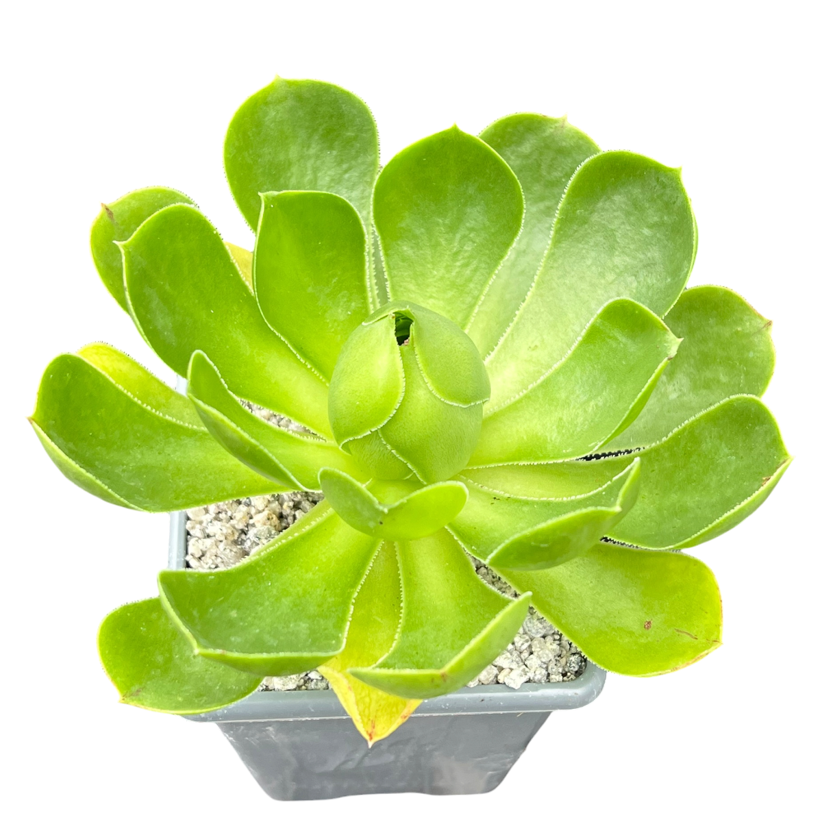 Aeonium 'Limelight'
