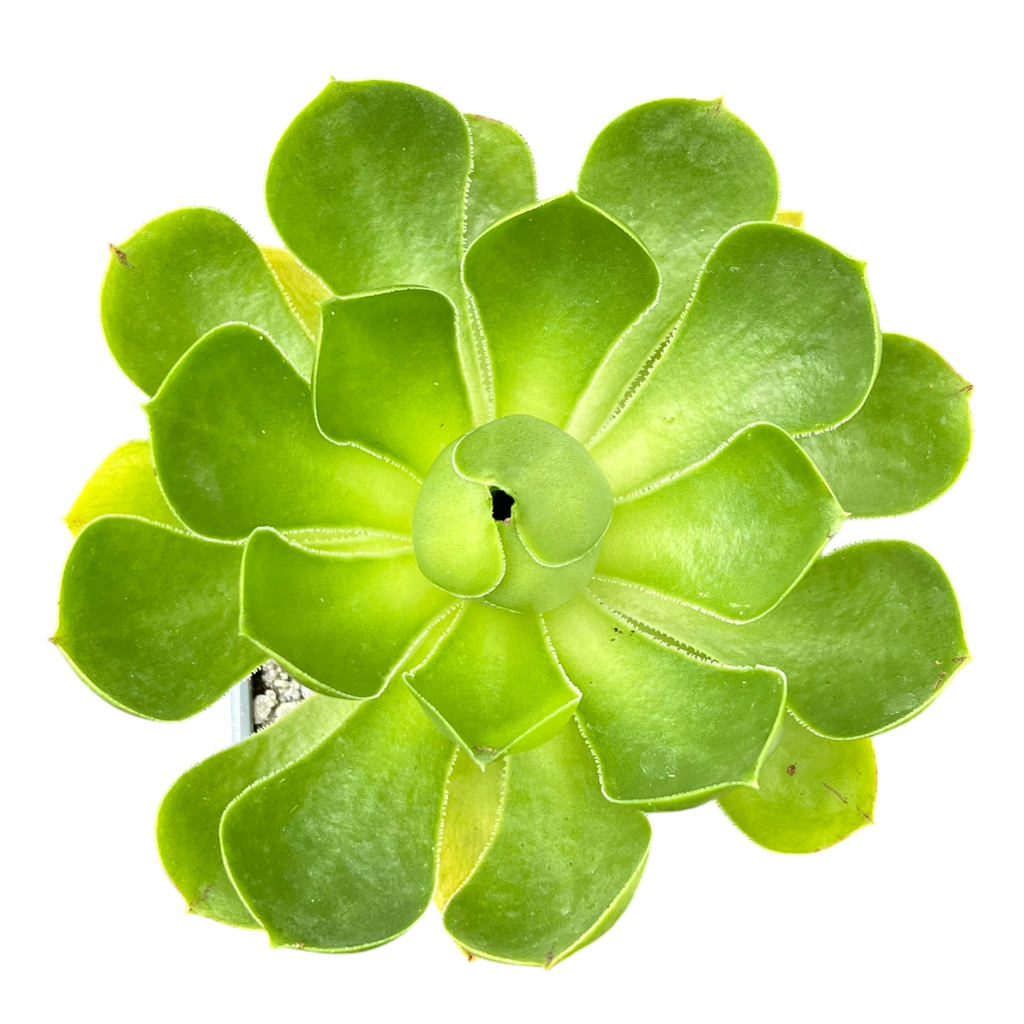 Aeonium 'Limelight'